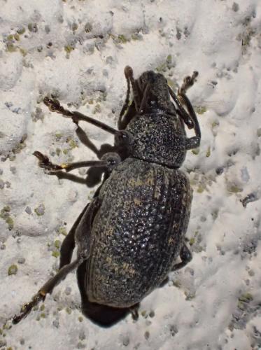 Otiorhynchus sulcatus